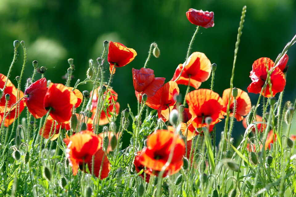 Flowers meadow grass photo