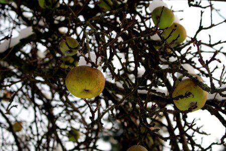 Tree apple fruit