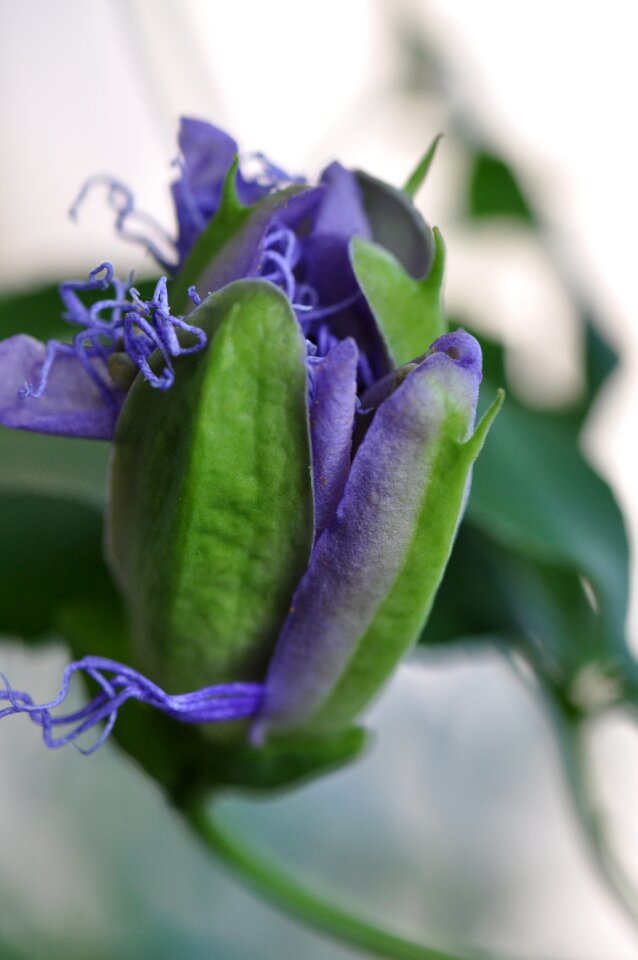 Violet flower views