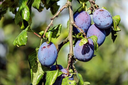 Violet plum tree branch