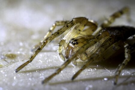 Macro close up baby spider