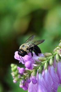 Violet bee flower photo