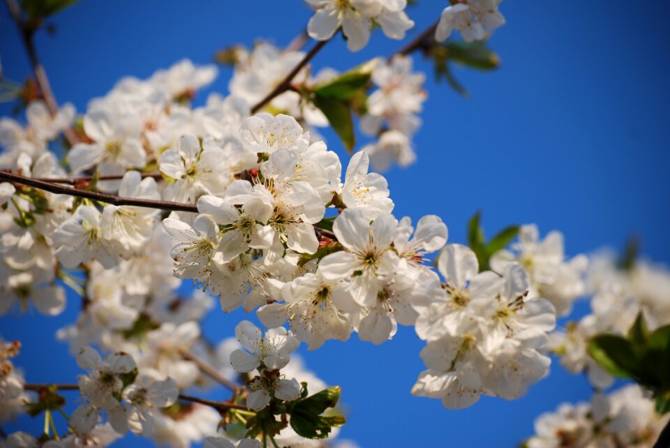 Spring botanical flora