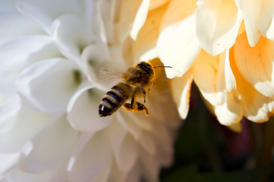 Fly mist bee on approach
