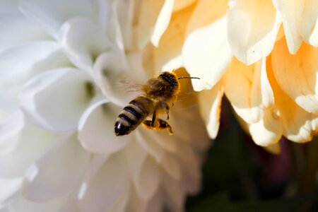 Fly mist bee on approach photo