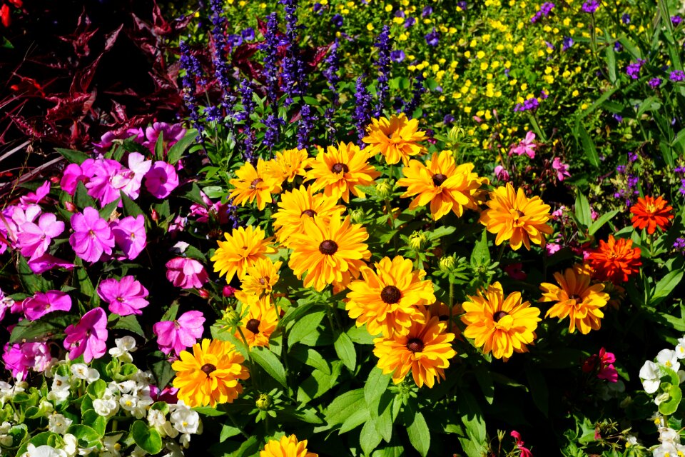 Botanical garden überlingen spring