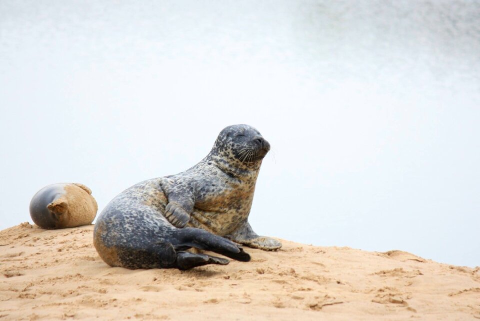 Sand coast wildlife