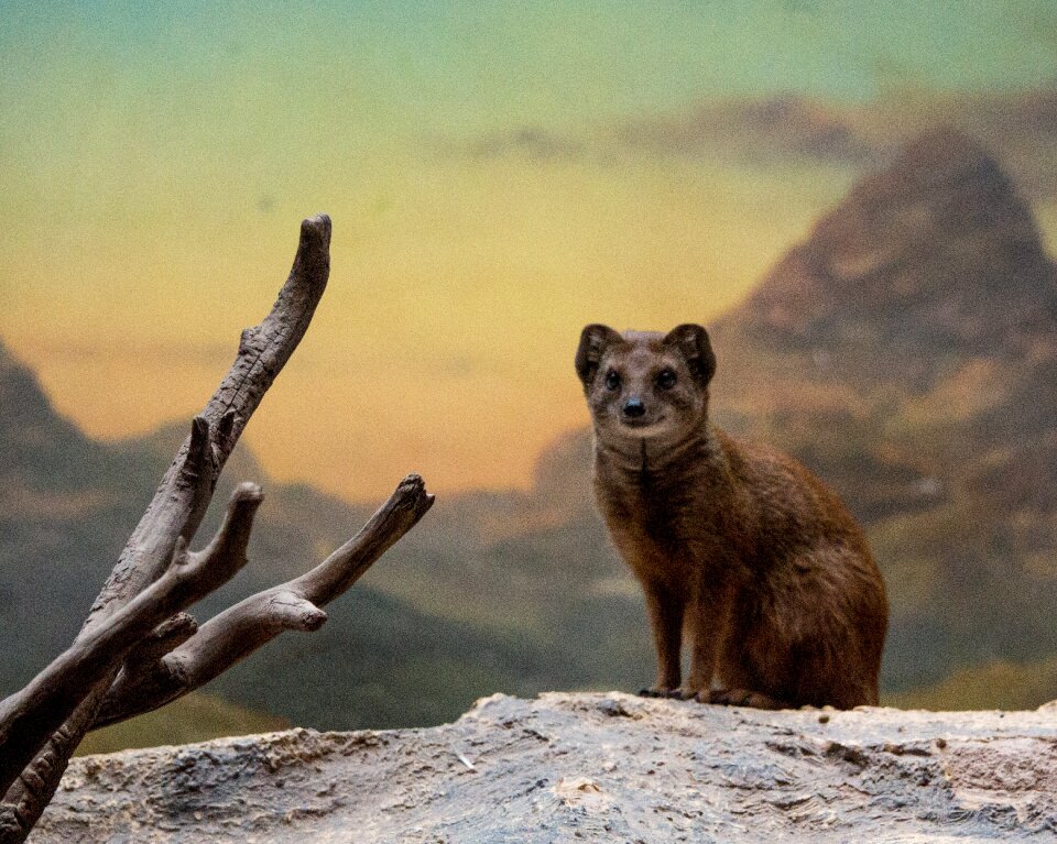 Animal mammal nature