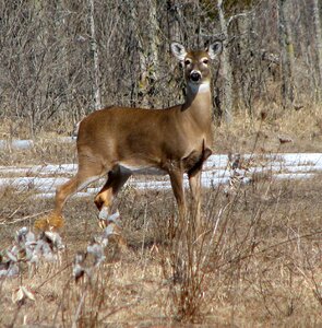 Odocoileus virginianus moneymore ontario
