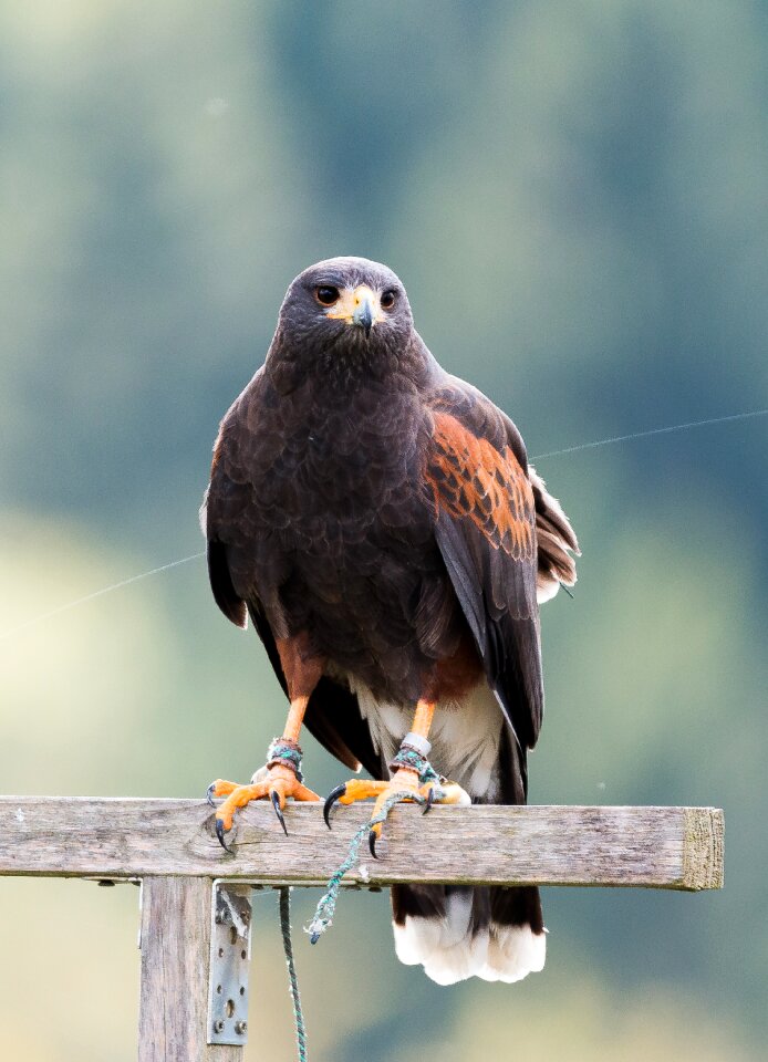 Bird of prey bird nature