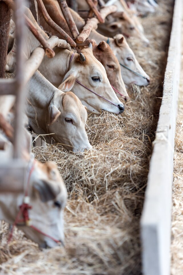 Animals farm feeding
