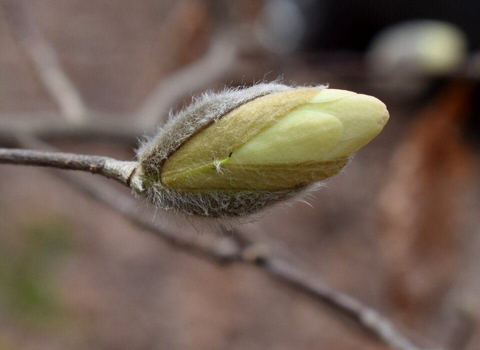 Shrub garden flower bud