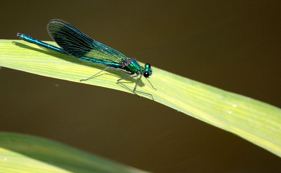 Insect nature wildlife