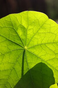 Macro structure herb