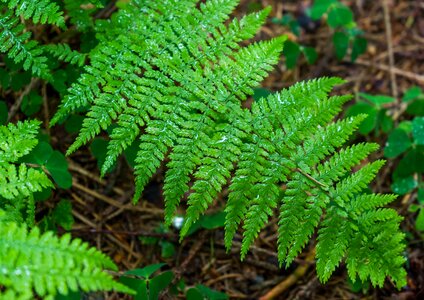 Drip forest green