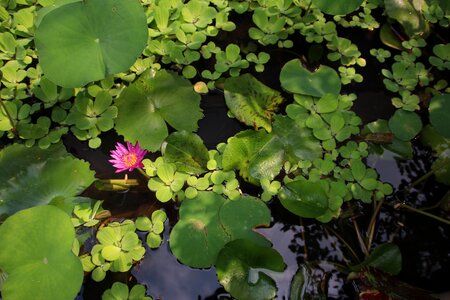 Aquatic plant water lily pink photo