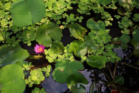 Aquatic plant water lily pink