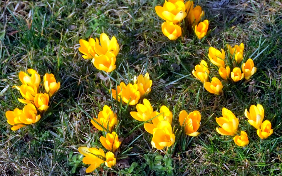 Flowers frühlingsanfang garden