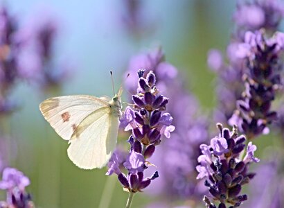 Butterfly insect lavender photo