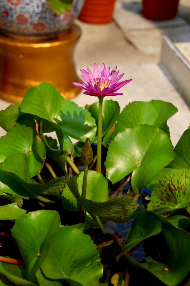 Aquatic plant water lily pink