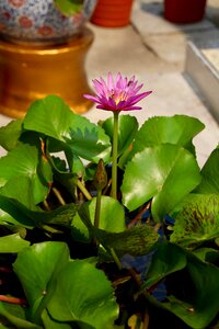 Aquatic plant water lily pink