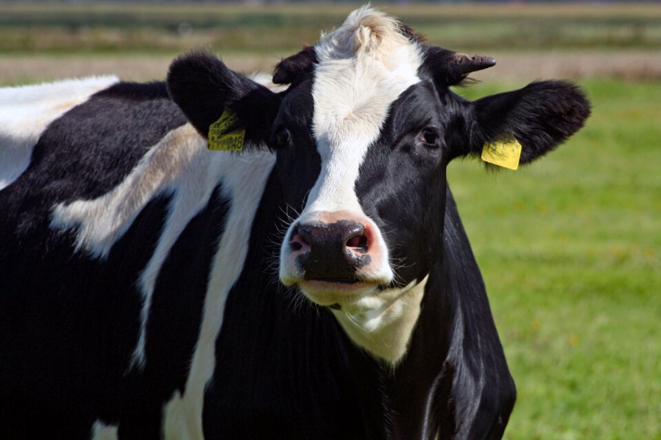 Livestock ruminant cattle