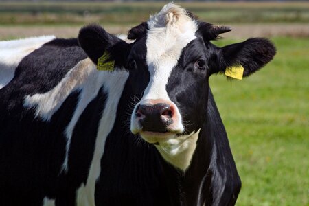 Livestock ruminant cattle