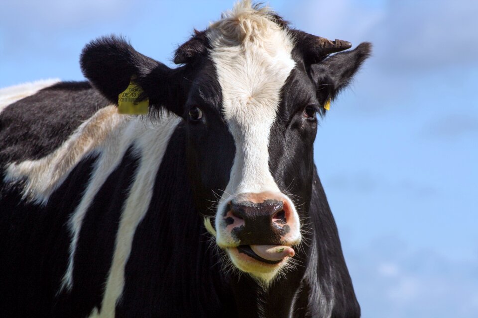 Livestock ruminant cattle