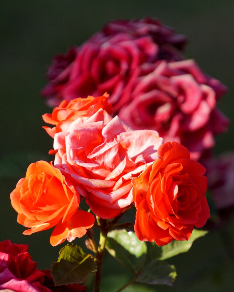 Close up rosaceae red