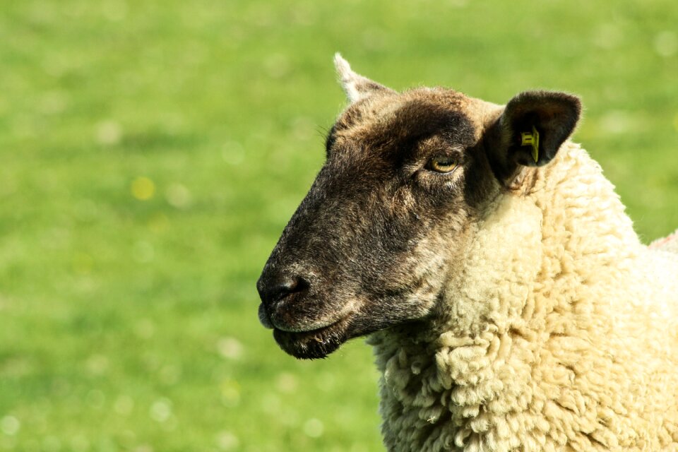 Agriculture animal portrait sheepshead