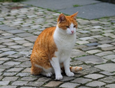 Cat of Bergen 