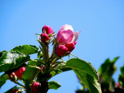 Mood nature blossom