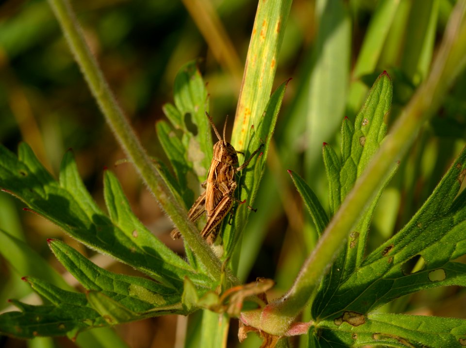 Grass hoper hopes it can hide from me 