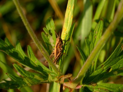 Grass hoper hopes it can hide from me 
