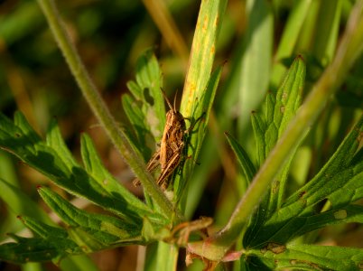 Grass hoper hopes it can hide from me photo