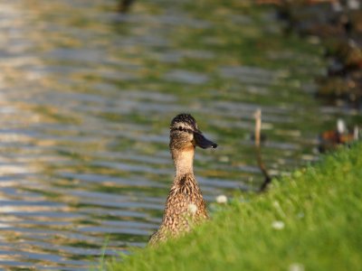 Curious bird photo