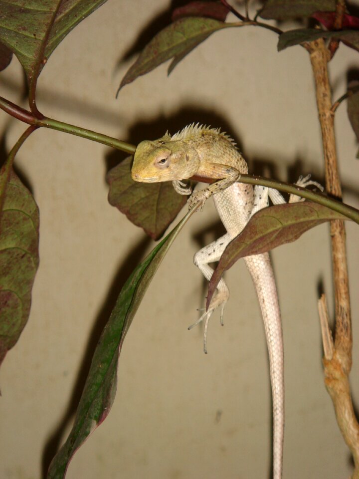Maldives lizard reptile
