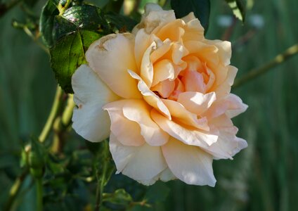 Rose blooms flower orange photo
