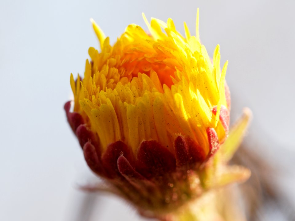 Moments to opened 