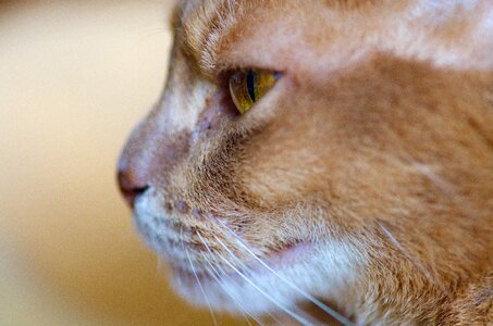 Breed cat cat's eyes close up