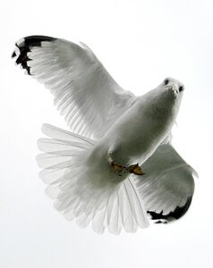 White wildlife gull