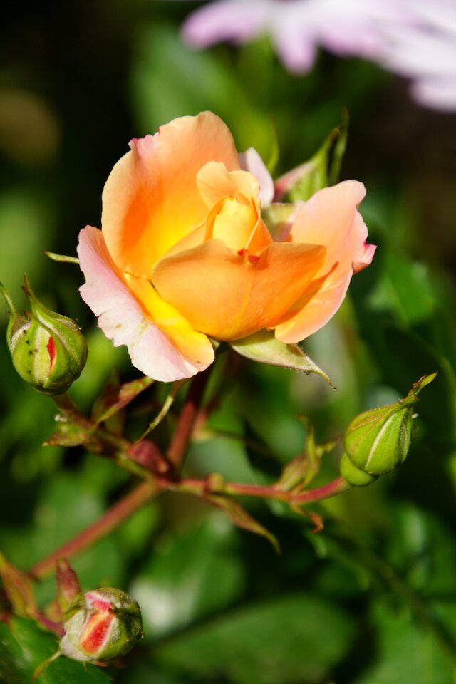 Close up rosaceae yellow