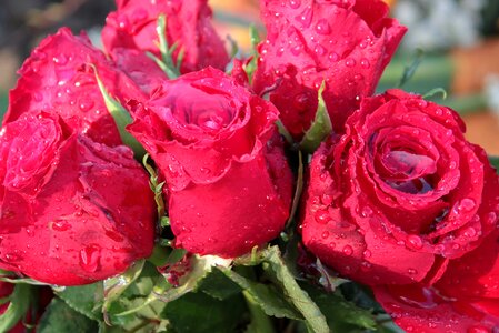 Flowers rose bloom with rainwater filled photo