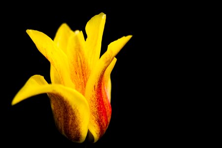 Yellow macro bloom