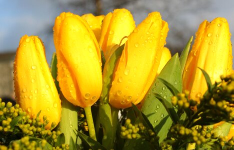 Flowers spring blossom photo