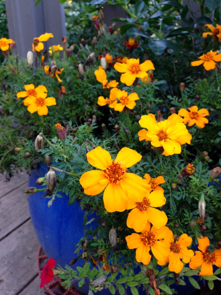 Summer garden flower pot