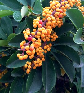 Sea buckthorn fruits yellow fruit autumn