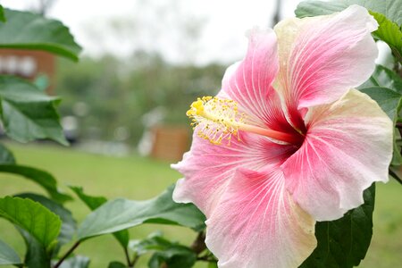 Powder white flower