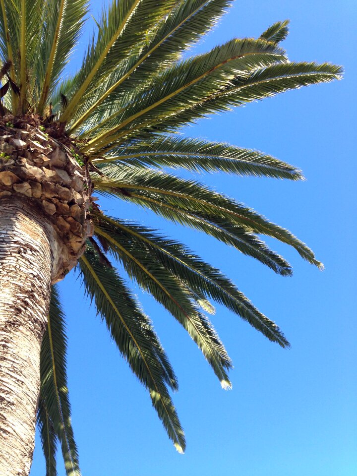 Palm tree nature vacation