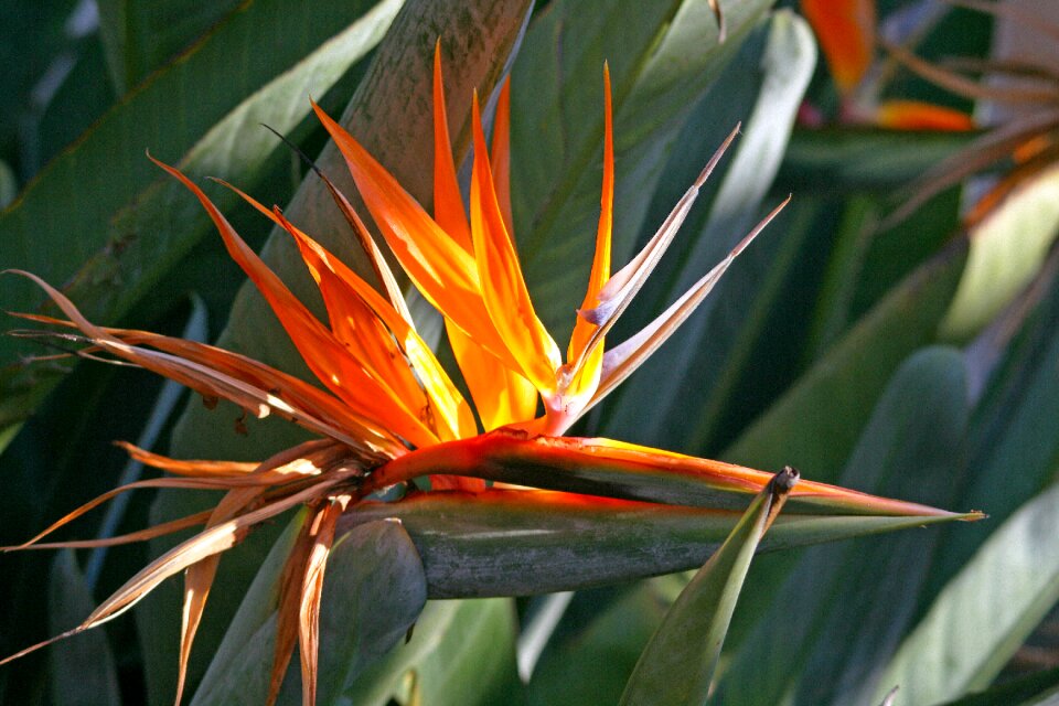 Plant indigenous crane flower
